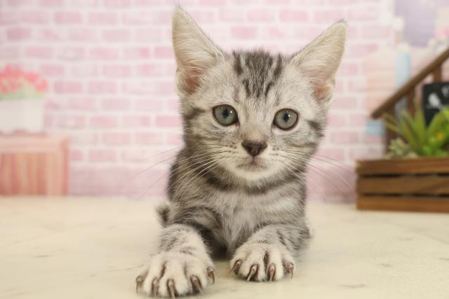 大分県のアメリカンショートヘアー (Coo&RIKU大分店/2025年9月29日生まれ/男の子/シルバータビー)の子猫の1枚目の画像