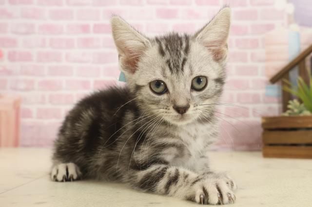 大分県のアメリカンショートヘアー (Coo&RIKU大分店/2025年9月29日生まれ/男の子/シルバータビー)の子猫の2枚目の画像