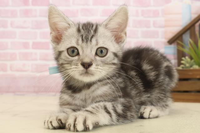 大分県のアメリカンショートヘアー (Coo&RIKU大分店/2025年9月29日生まれ/男の子/シルバータビー)の子猫の3枚目の画像