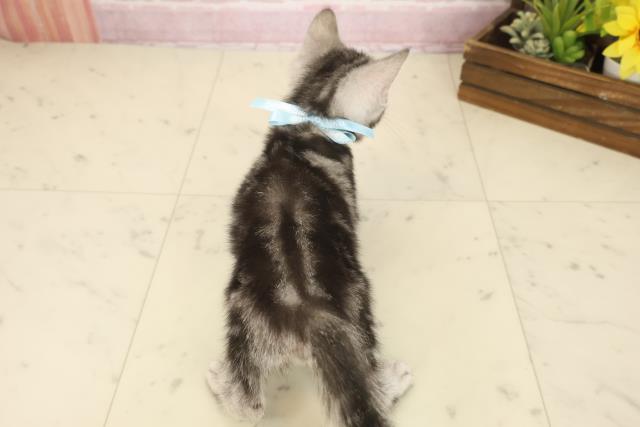 大分県のアメリカンショートヘアー (Coo&RIKU大分店/2025年9月29日生まれ/男の子/シルバータビー)の子猫の4枚目の画像