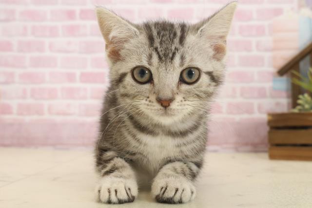 アメリカンショートヘアー