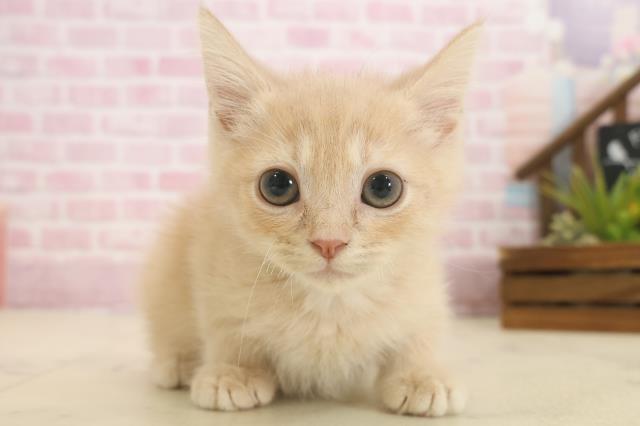 福岡県のアメリカンカール (Coo&RIKU黒崎店/2025年9月26日生まれ/男の子/クリームタビー)の子猫の1枚目の画像