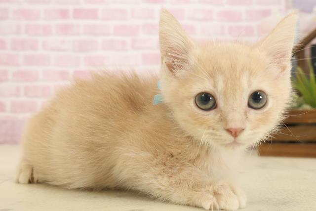 福岡県のアメリカンカール (Coo&RIKU黒崎店/2025年9月26日生まれ/男の子/クリームタビー)の子猫の2枚目の画像