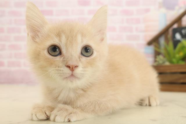 福岡県のアメリカンカール (Coo&RIKU黒崎店/2025年9月26日生まれ/男の子/クリームタビー)の子猫の3枚目の画像