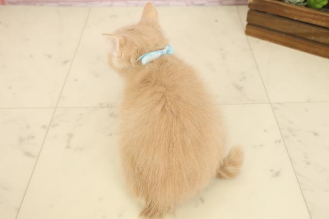 福岡県のアメリカンカール (Coo&RIKU黒崎店/2025年9月26日生まれ/男の子/クリームタビー)の子猫の4枚目の画像