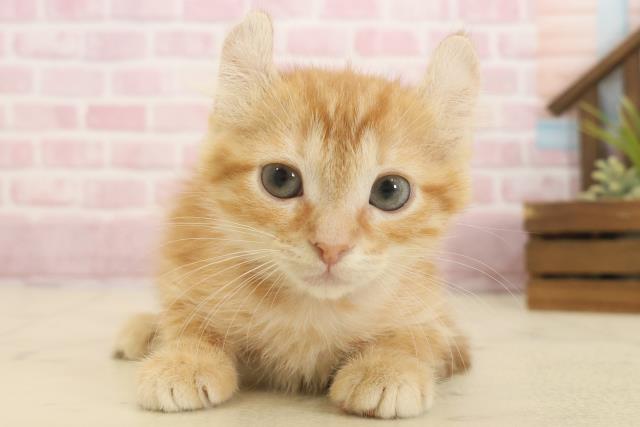 長崎県のアメリカンカール (Coo&RIKU長崎浜町店/2025年9月26日生まれ/女の子/レッドタビー)の子猫の1枚目の画像