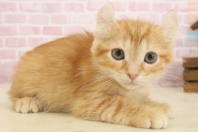 長崎県のアメリカンカール (Coo&RIKU長崎浜町店/2025年9月26日生まれ/女の子/レッドタビー)の子猫の2枚目の画像