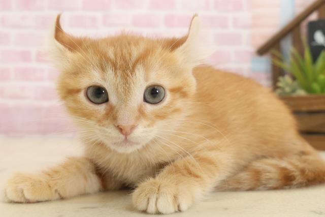 長崎県のアメリカンカール (Coo&RIKU長崎浜町店/2025年9月26日生まれ/女の子/レッドタビー)の子猫の3枚目の画像