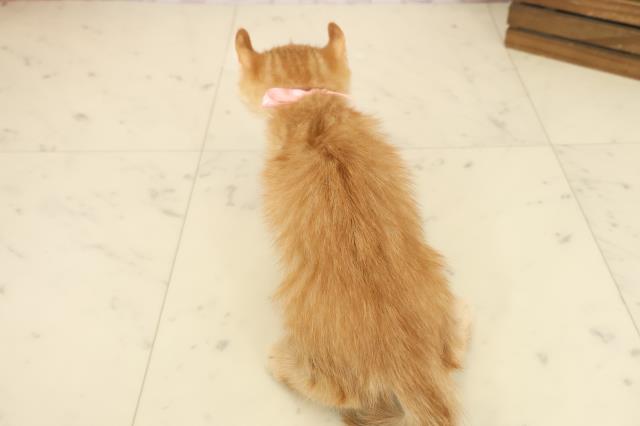 長崎県のアメリカンカール (Coo&RIKU長崎浜町店/2025年9月26日生まれ/女の子/レッドタビー)の子猫の4枚目の画像