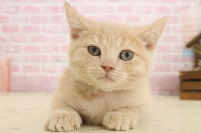 鹿児島県のミヌエット (Coo&RIKU鹿屋店/2025年9月26日生まれ/男の子/クリームタビー)の子猫の1枚目の画像