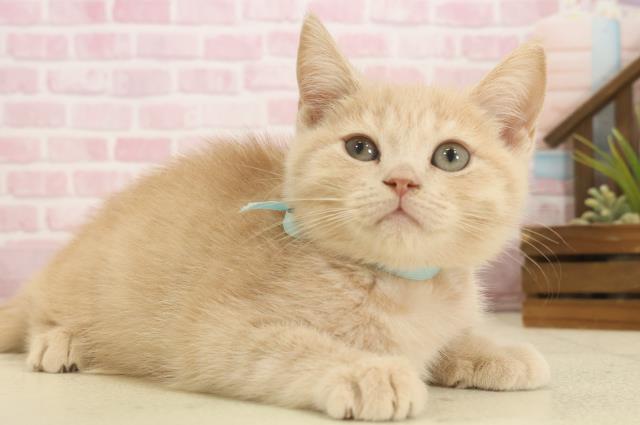 鹿児島県のミヌエット (Coo&RIKU鹿屋店/2025年9月26日生まれ/男の子/クリームタビー)の子猫の2枚目の画像