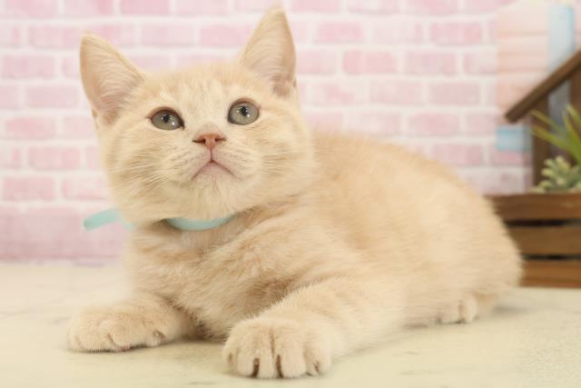 鹿児島県のミヌエット (Coo&RIKU鹿屋店/2025年9月26日生まれ/男の子/クリームタビー)の子猫の3枚目の画像