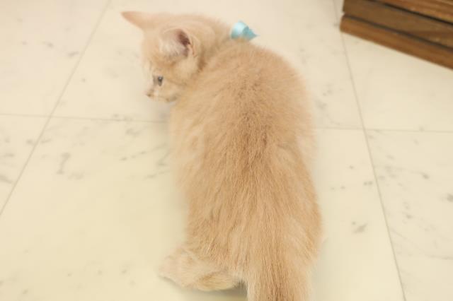 鹿児島県のミヌエット (Coo&RIKU鹿屋店/2025年9月26日生まれ/男の子/クリームタビー)の子猫の4枚目の画像