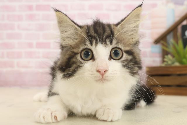 福岡県のノルウェージャンフォレストキャット (Coo&RIKU小倉店/2025年9月26日生まれ/女の子/ブラウンタビーホワイト)の子猫の1枚目の画像