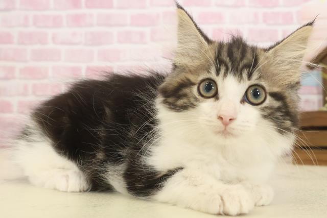 福岡県のノルウェージャンフォレストキャット (Coo&RIKU小倉店/2025年9月26日生まれ/女の子/ブラウンタビーホワイト)の子猫の2枚目の画像