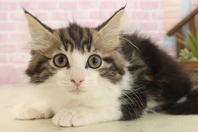 福岡県のノルウェージャンフォレストキャット (Coo&RIKU小倉店/2025年9月26日生まれ/女の子/ブラウンタビーホワイト)の子猫の3枚目の画像