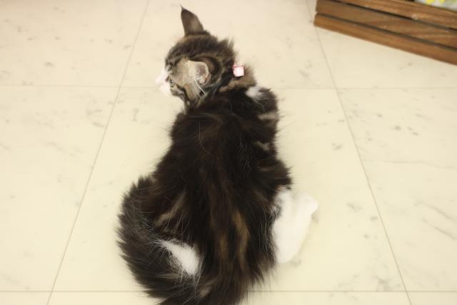 福岡県のノルウェージャンフォレストキャット (Coo&RIKU小倉店/2025年9月26日生まれ/女の子/ブラウンタビーホワイト)の子猫の4枚目の画像