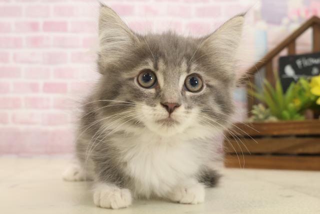 熊本県のノルウェージャンフォレストキャット (Coo&RIKU宇土シティモール店/2025年9月26日生まれ/女の子/ブルータビーホワイト)の子猫の1枚目の画像