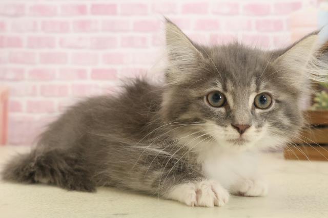 熊本県のノルウェージャンフォレストキャット (Coo&RIKU宇土シティモール店/2025年9月26日生まれ/女の子/ブルータビーホワイト)の子猫の2枚目の画像