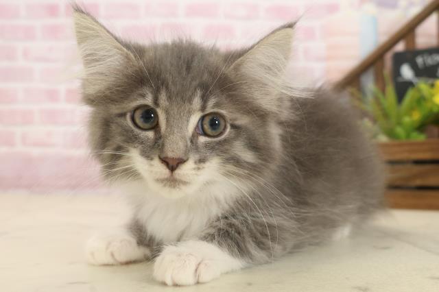 熊本県のノルウェージャンフォレストキャット (Coo&RIKU宇土シティモール店/2025年9月26日生まれ/女の子/ブルータビーホワイト)の子猫の3枚目の画像