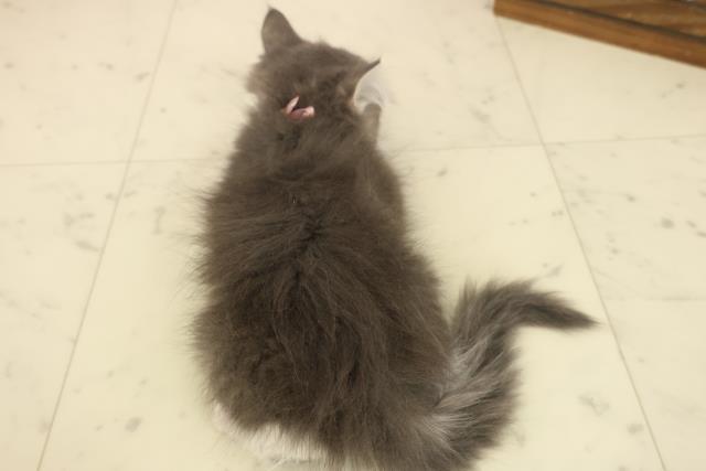 熊本県のノルウェージャンフォレストキャット (Coo&RIKU宇土シティモール店/2025年9月26日生まれ/女の子/ブルータビーホワイト)の子猫の4枚目の画像