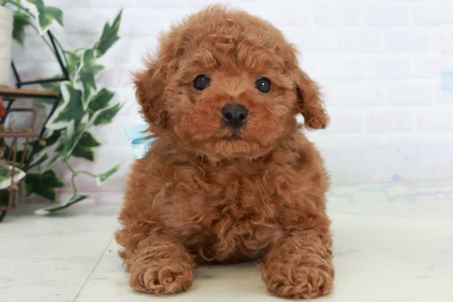 沖縄県のトイプードル(トイ) (Coo&RIKU石垣店/2025年10月11日生まれ/男の子/アプリコット)の子犬の1枚目の画像