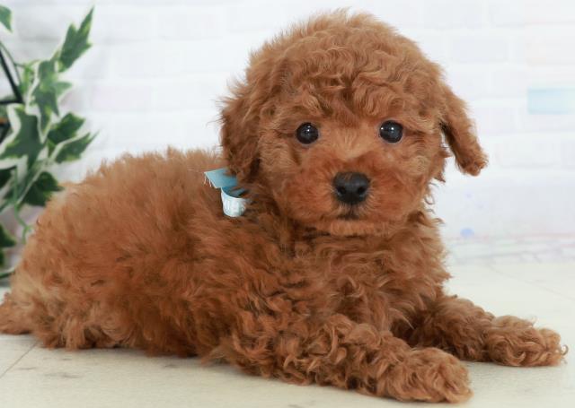 沖縄県のトイプードル(トイ) (Coo&RIKU石垣店/2025年10月11日生まれ/男の子/アプリコット)の子犬の2枚目の画像