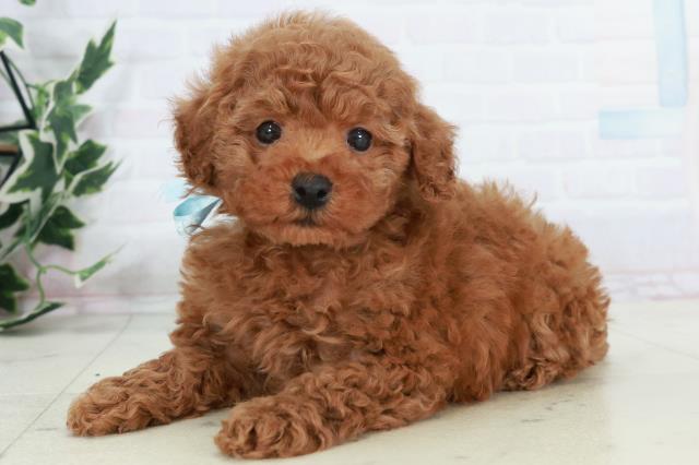 沖縄県のトイプードル(トイ) (Coo&RIKU石垣店/2025年10月11日生まれ/男の子/アプリコット)の子犬の3枚目の画像