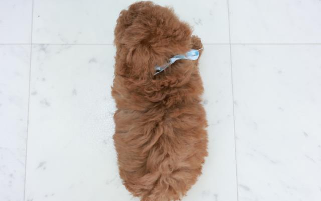 沖縄県のトイプードル(トイ) (Coo&RIKU石垣店/2025年10月11日生まれ/男の子/アプリコット)の子犬の4枚目の画像
