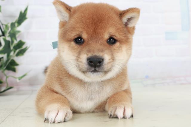 福岡県の豆柴 (Coo&RIKU黒崎店/2025年10月11日生まれ/男の子/赤)の子犬の1枚目の画像