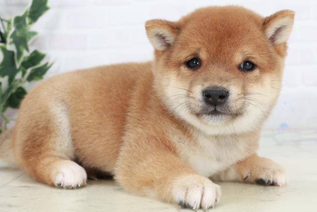 福岡県の豆柴 (Coo&RIKU黒崎店/2025年10月11日生まれ/男の子/赤)の子犬の2枚目の画像