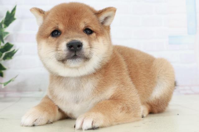 福岡県の豆柴 (Coo&RIKU黒崎店/2025年10月11日生まれ/男の子/赤)の子犬の3枚目の画像