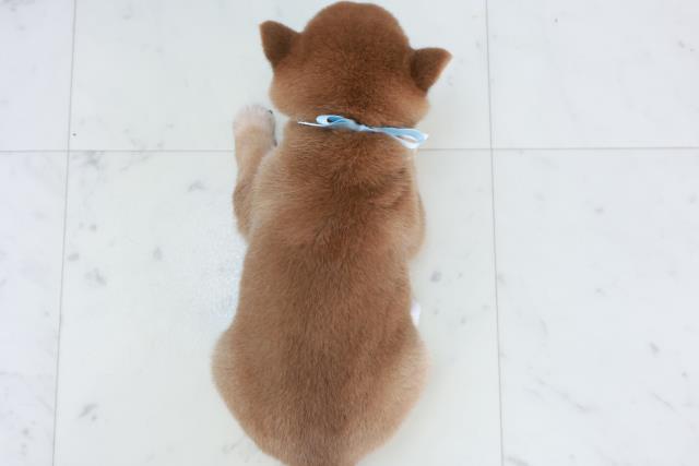 福岡県の豆柴 (Coo&RIKU黒崎店/2025年10月11日生まれ/男の子/赤)の子犬の4枚目の画像