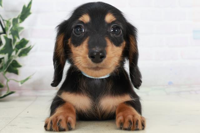 福岡県のミニチュアダックスフンド(ロング) (Coo&RIKU筑後店/2025年10月12日生まれ/男の子/ブラックタン)の子犬の1枚目の画像