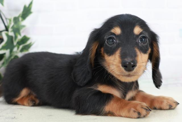 福岡県のミニチュアダックスフンド(ロング) (Coo&RIKU筑後店/2025年10月12日生まれ/男の子/ブラックタン)の子犬の2枚目の画像