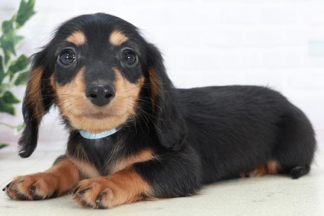 福岡県のミニチュアダックスフンド(ロング) (Coo&RIKU筑後店/2025年10月12日生まれ/男の子/ブラックタン)の子犬の3枚目の画像