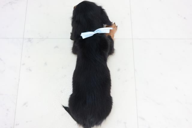 福岡県のミニチュアダックスフンド(ロング) (Coo&RIKU筑後店/2025年10月12日生まれ/男の子/ブラックタン)の子犬の4枚目の画像