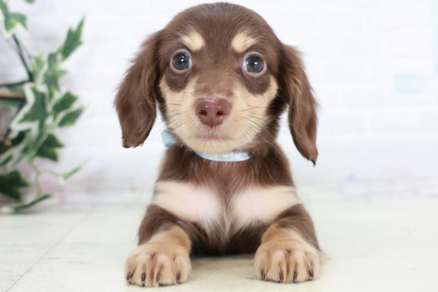 福岡県のミニチュアダックスフンド(ロング) (Coo&RIKU大牟田店/2025年10月12日生まれ/男の子/チョコレートタン)の子犬の1枚目の画像