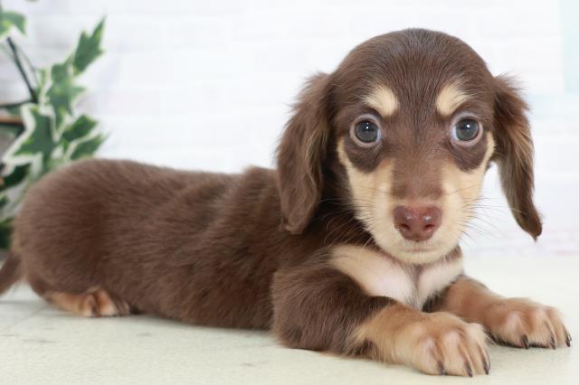 福岡県のミニチュアダックスフンド(ロング) (Coo&RIKU大牟田店/2025年10月12日生まれ/男の子/チョコレートタン)の子犬の2枚目の画像