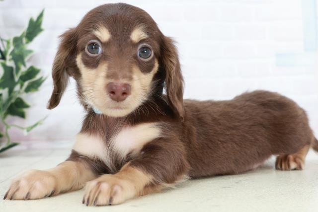 福岡県のミニチュアダックスフンド(ロング) (Coo&RIKU大牟田店/2025年10月12日生まれ/男の子/チョコレートタン)の子犬の3枚目の画像