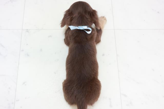 福岡県のミニチュアダックスフンド(ロング) (Coo&RIKU大牟田店/2025年10月12日生まれ/男の子/チョコレートタン)の子犬の4枚目の画像