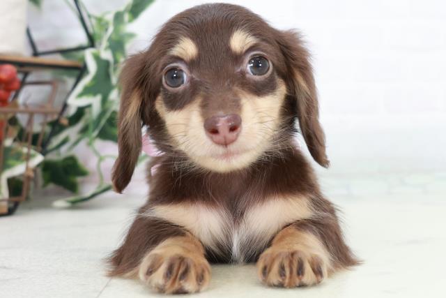 佐賀県のミニチュアダックスフンド(ロング) (Coo&RIKU佐賀神埼店/2025年10月12日生まれ/女の子/チョコレートタン)の子犬の1枚目の画像