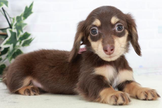 佐賀県のミニチュアダックスフンド(ロング) (Coo&RIKU佐賀神埼店/2025年10月12日生まれ/女の子/チョコレートタン)の子犬の2枚目の画像