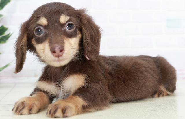 佐賀県のミニチュアダックスフンド(ロング) (Coo&RIKU佐賀神埼店/2025年10月12日生まれ/女の子/チョコレートタン)の子犬の3枚目の画像