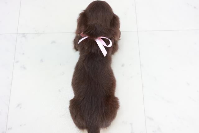 佐賀県のミニチュアダックスフンド(ロング) (Coo&RIKU佐賀神埼店/2025年10月12日生まれ/女の子/チョコレートタン)の子犬の4枚目の画像