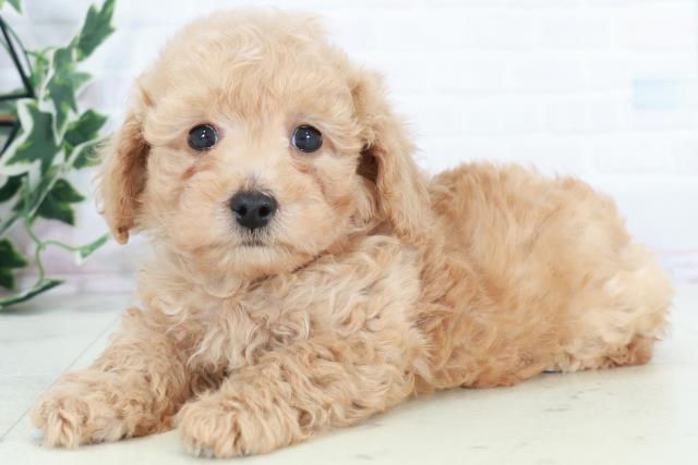 熊本県のマルプー(マルチーズ×プードル) (Coo&RIKU宇土シティモール店/2025年10月11日生まれ/男の子/クリーム)の子犬の3枚目の画像