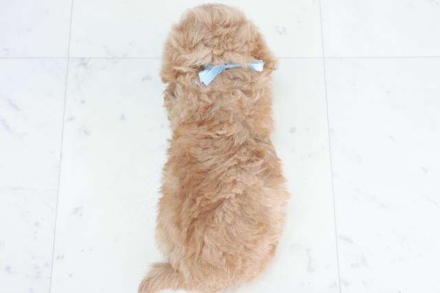 熊本県のマルプー(マルチーズ×プードル) (Coo&RIKU宇土シティモール店/2025年10月11日生まれ/男の子/クリーム)の子犬の4枚目の画像