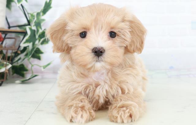 広島県のマルプー(マルチーズ×プードル) (Coo&RIKU福山店/2025年10月11日生まれ/女の子/クリーム)の子犬の1枚目の画像