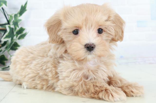 広島県のマルプー(マルチーズ×プードル) (Coo&RIKU福山店/2025年10月11日生まれ/女の子/クリーム)の子犬の2枚目の画像