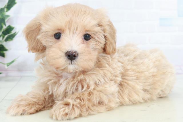 広島県のマルプー(マルチーズ×プードル) (Coo&RIKU福山店/2025年10月11日生まれ/女の子/クリーム)の子犬の3枚目の画像